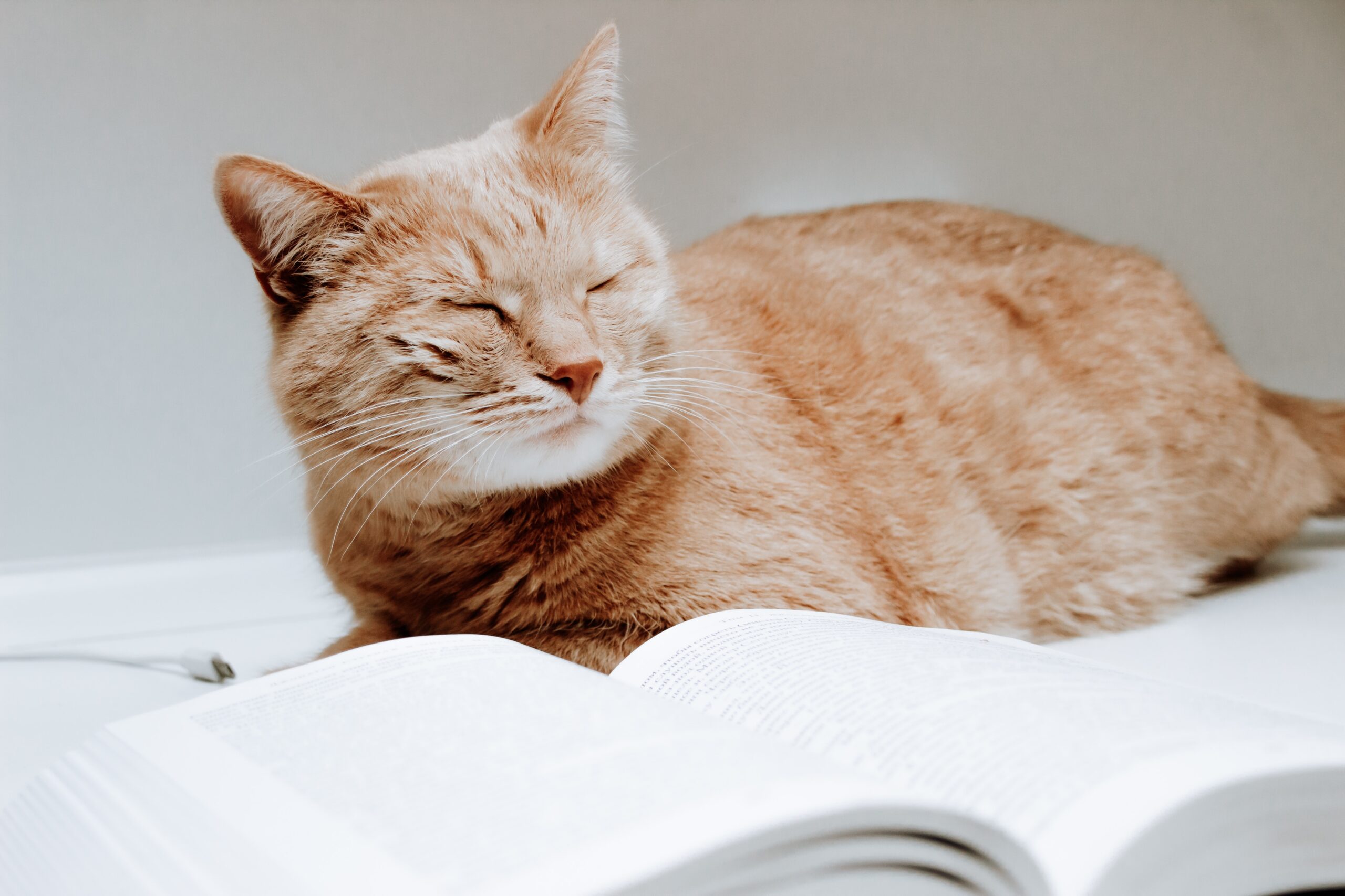 cat snoozing near book