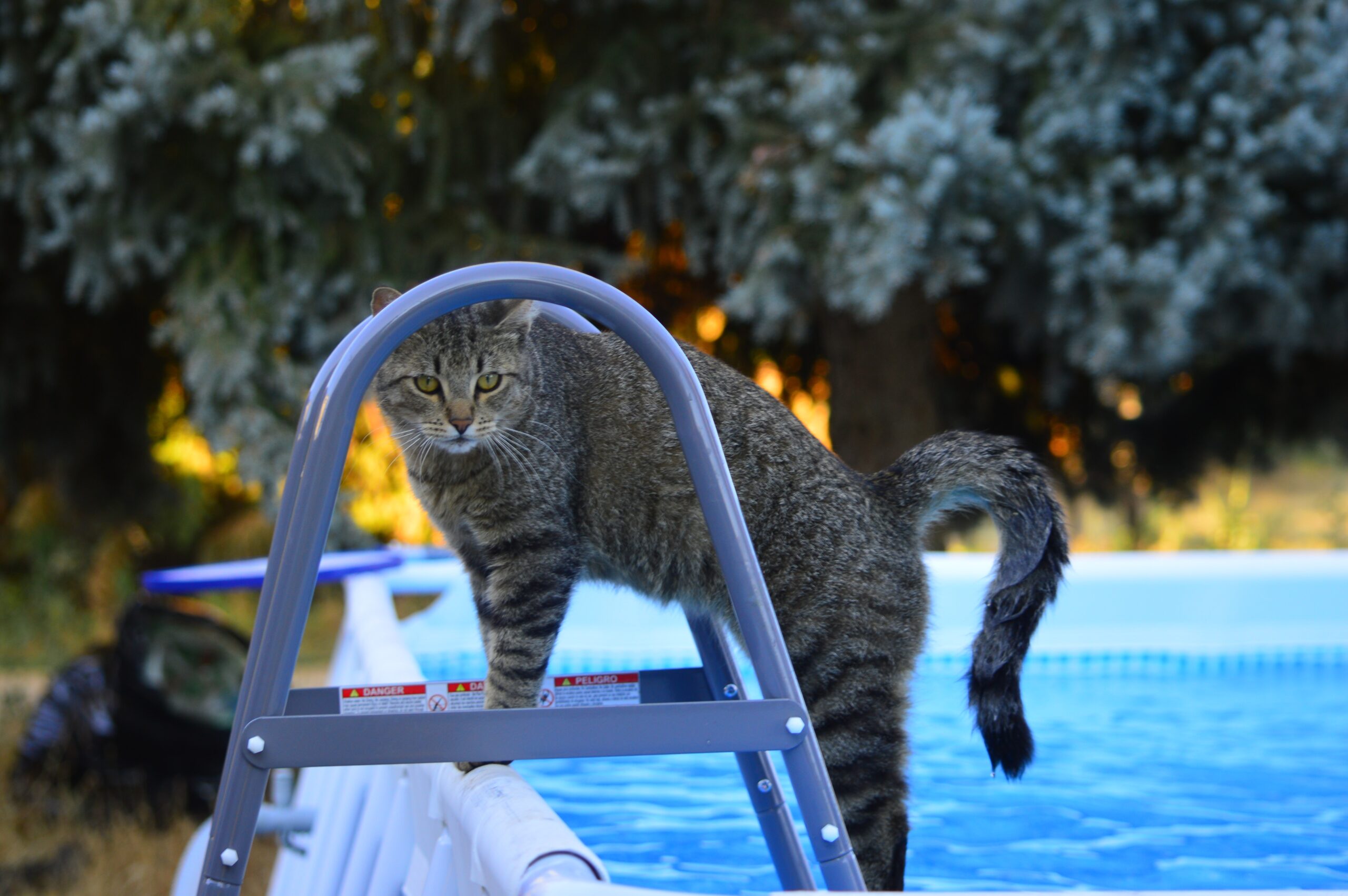 cat by swimming pool
