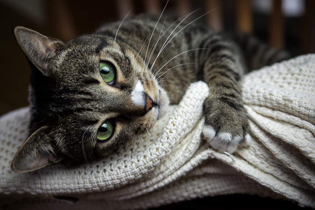 tabby cat on blanket