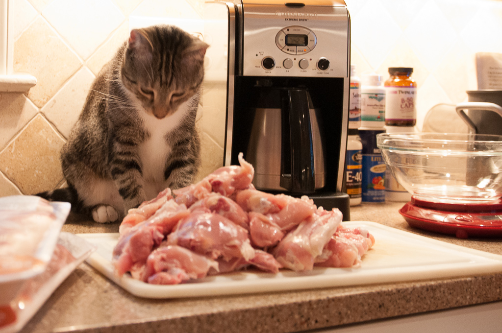 cat staring at raw meat pieces