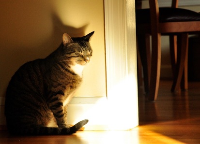 Mackerel tabby cat illuminated