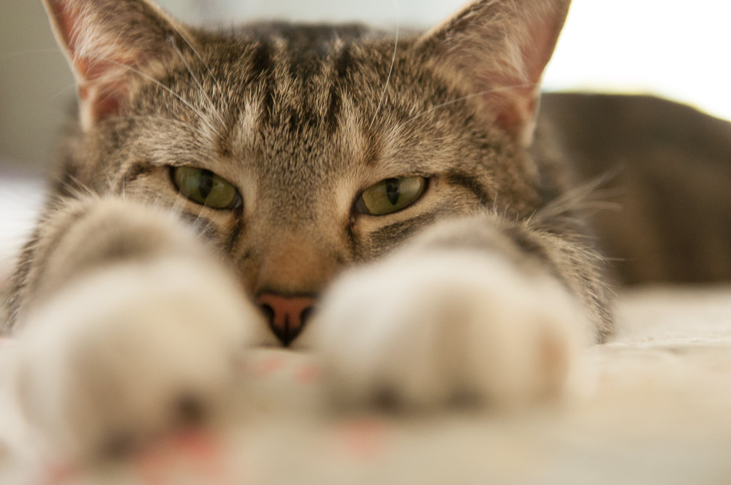 Tabby cat with paws in forefront