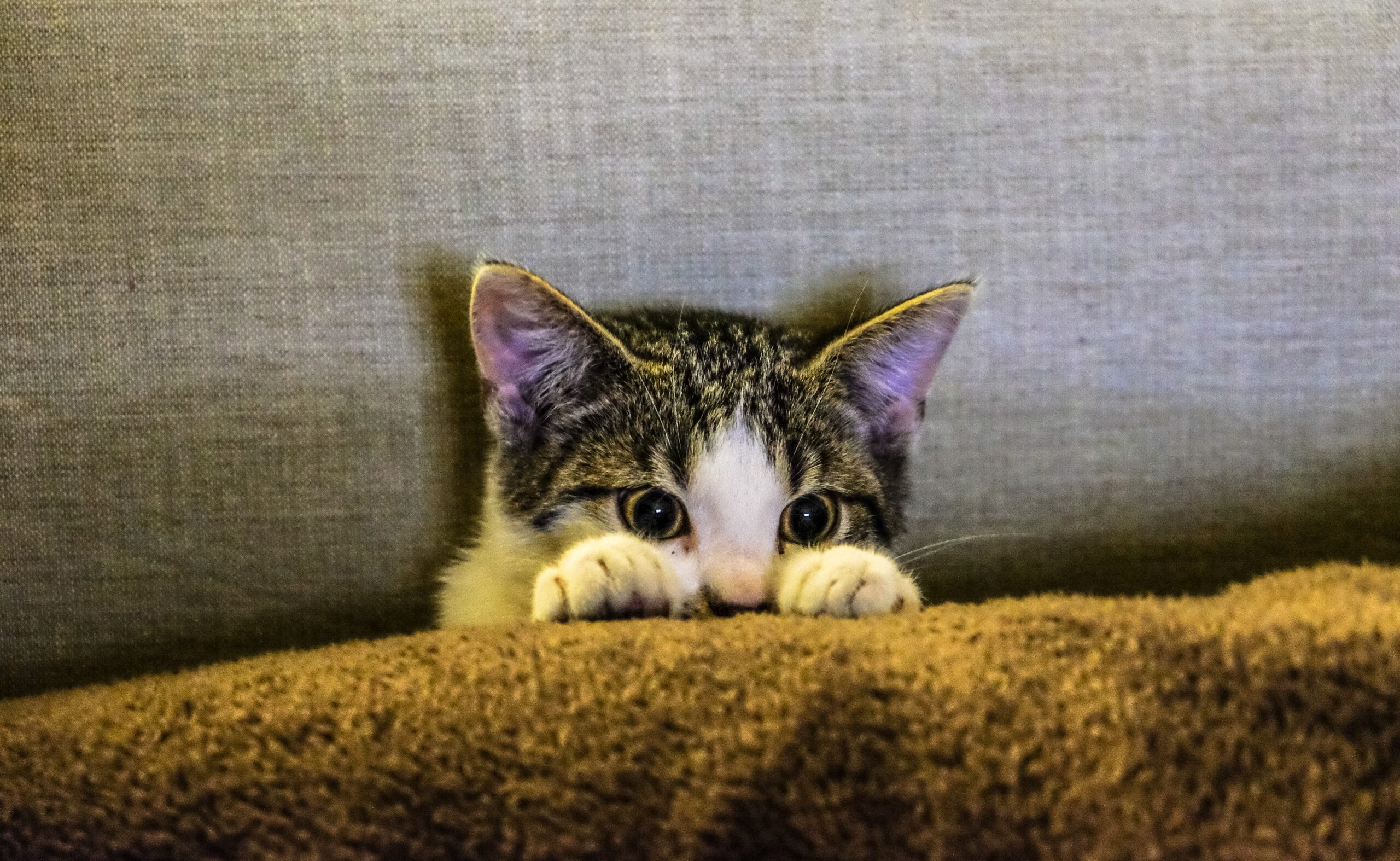 cat peeking from behind furniture
