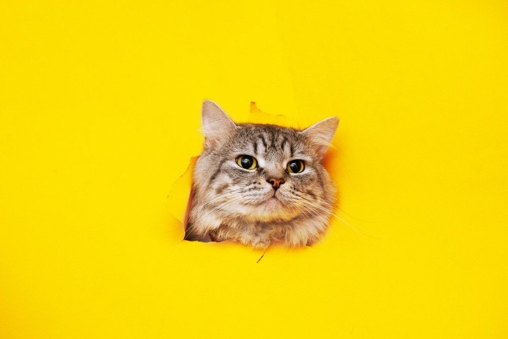 cat on yellow background